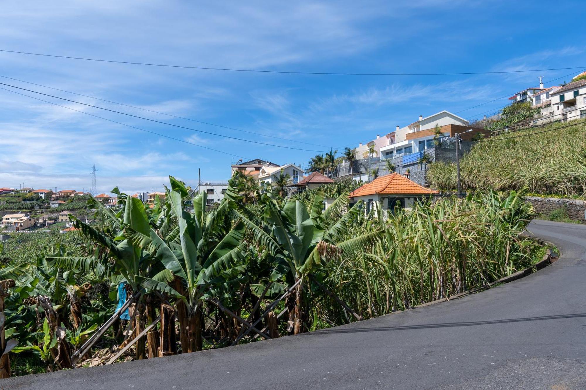 Sleep Among The Bananas! Rustic With Trails At Your Doorstep Holiday home Ponta do Sol (Madeira)